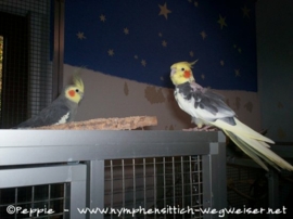 Micky mit Piku auf der Villa Casa