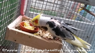 Piku schmeckt es