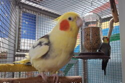 Peaches und Charlie und Juni 2021