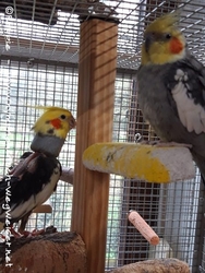 Piku und Cuddles schaukeln