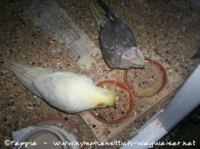 Pinky und Lilli futtern gemeinsam (Bild2)