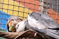 Skinny und Herr Kittelbach im Februar 2024