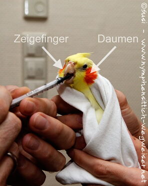 Nymphensittich bei der Medikamentengabe