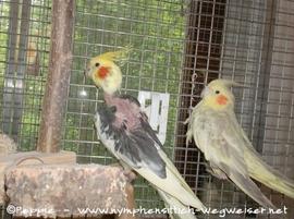 nach Entfernen der Halskrause