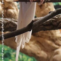 Weißkopf Lutino - Schwanzunterseite