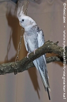 Weißkopf Perlschecken Henne