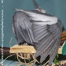 Weißkopfzimt Kopffleckschecken Hahn - Flügeloberseite