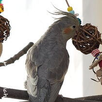 wildfarbene Henne - Jungvogel