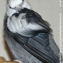 Weißkopf - Hahn - Flügel von oben