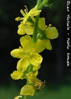 Agrimony