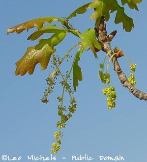 Oak