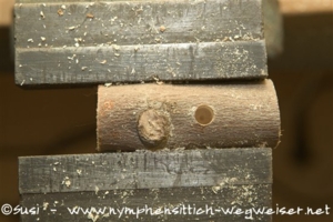 Ast mit einem Loch für den Holzdübel versehen