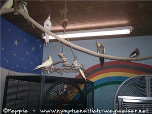 7 Handicaps im Freiflug