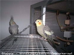 Gretel und Manni auf der Anflugklappe der Lounge