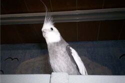 Justus mit Riesenhaube