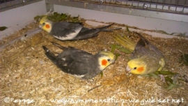 Lindbergh, Jacko und Rainbow 3