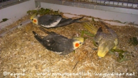 Lindbergh, Jacko und Rainbow 4