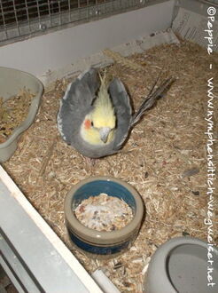 Lindbergh in Sunday City