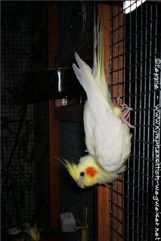 Maja die Kletterkünstlerin