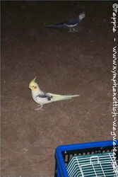 Nico und Jonathan suchen Sunday und Nico