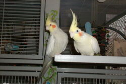 Pedro und Sponcha-Maja am Sun-Palace