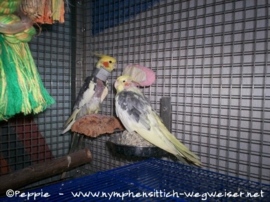 Piku mit Halskrause und Chico