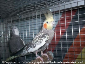 Ich bin die Skinny mit meinem Mann Jago