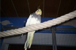 Sunday auf dem Hochseil