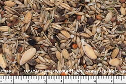 Sittichfutter hirsefrei von Birdsandmore