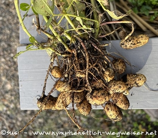 Erdnüsse an der Pflanze