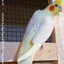 Rücken eines Falben