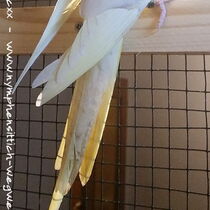 Schwanz von oben - Falbenhahn