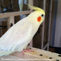 Falbe - Henne - Rückenansicht