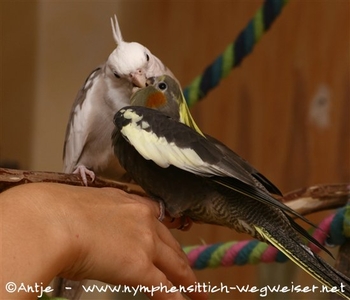 Küken wir auf der Hand von den Eltern gefüttert