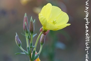 Nachtkerze - Kopf mit Blüte und Samenkapseln