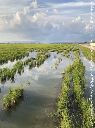 Reisanbau in Spanien