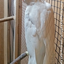 Weißkopflutino - Rückenansicht