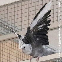 wildfarbener Weißkopf Perlschecke - Flügelunterseite