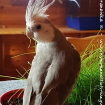 Weißkopf zimtfarben Männchen - Rückenansicht