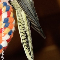 wildfarbene Henne - Schwanzunterseite seitlich