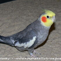 wildfarbener Kopffleckscheckenhahn - Gesamtansicht
