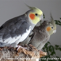 wildfarbene Kopffleckschecken Hahn (vorne) und Henne (hinten)