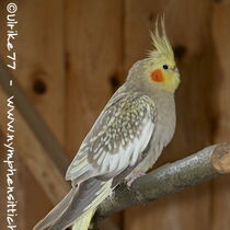 Zimtgeperlt Henne - Gesamtansicht