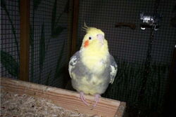 Bubi auf dem Spielplatz