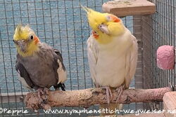 Cuddles und der Lola im Oktober 2023