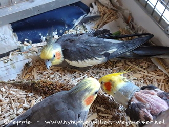 Felix oben, Cuddles links, Piku rechts