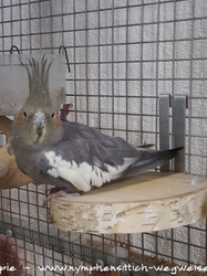 Gretel im November 2018