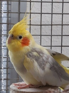 Hallo, ich bin Ecco