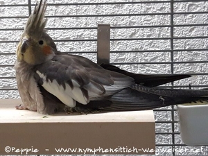 Hallo, ich bin Thira