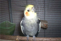 Karlchen